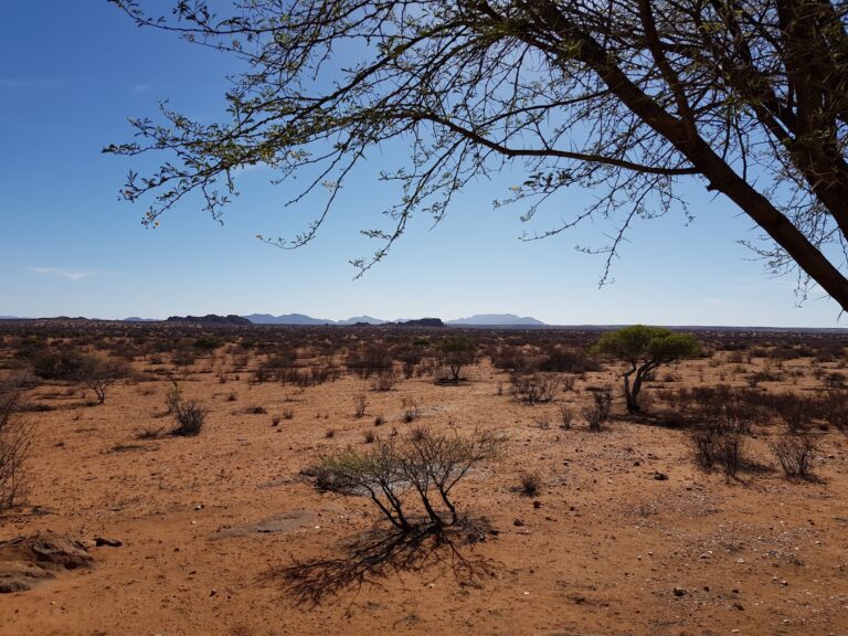 Vegetation on Farm Göllschau. Visible in the background is the Gamsberg mountain. Image credit: Sylvia Zhu