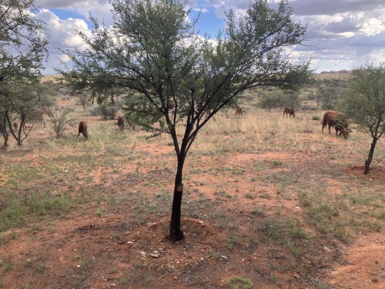 Cattle grazing on the farm. Image credit: Abhay Mehta